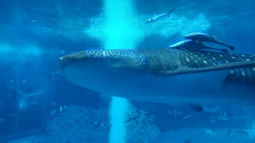 沖縄美ら海水族館に投稿された画像（2021/12/15）