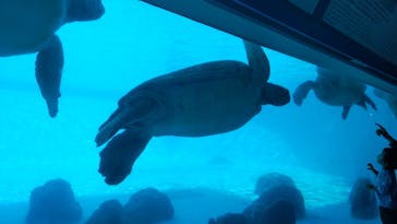 沖縄美ら海水族館に投稿された画像（2021/12/15）