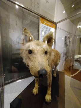 国立科学博物館に投稿された画像（2021/12/16）