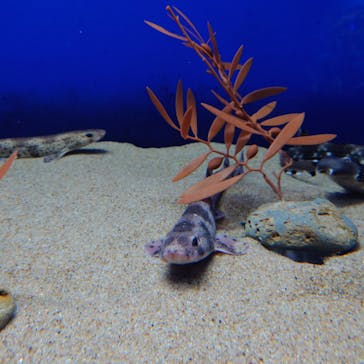 アクアワールド茨城県大洗水族館に投稿された画像（2021/12/16）