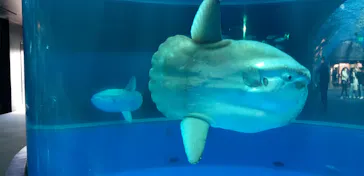 横浜・八景島シーパラダイスに投稿された画像（2021/12/16）