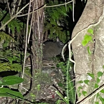 奄美ナイトガイドサービスに投稿された画像（2021/12/16）