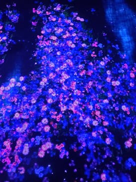 森ビル デジタルアート ミュージアム：エプソン チームラボボーダレスに投稿された画像（2021/12/16）