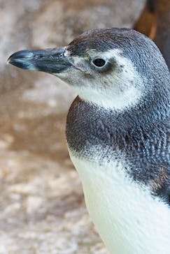 しながわ水族館に投稿された画像（2021/12/16）