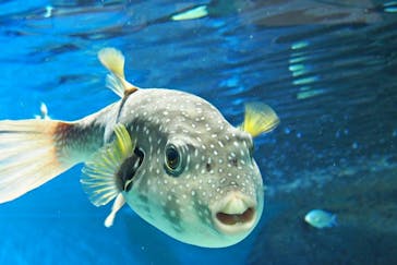 しながわ水族館に投稿された画像（2021/12/16）