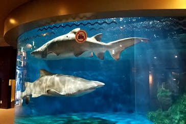 しながわ水族館に投稿された画像（2021/12/16）