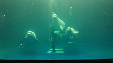 島根県立 しまね海洋館に投稿された画像（2021/12/16）