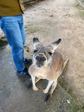 秋吉台自然動物公園 サファリランドに投稿された画像（2021/12/16）
