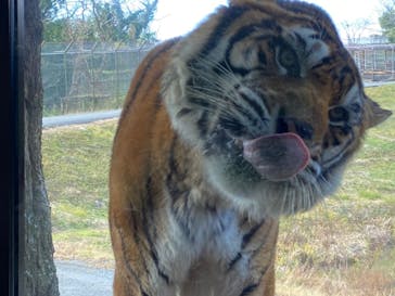 秋吉台自然動物公園 サファリランドに投稿された画像（2021/12/16）