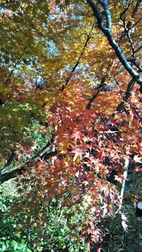 箱根湯寮に投稿された画像（2021/12/16）