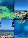 沖縄美ら海水族館に投稿された画像（2021/12/17）