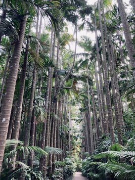美らヤシパークオキナワ・東南植物楽園に投稿された画像（2021/12/17）