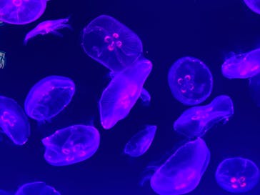 名古屋港水族館に投稿された画像（2021/12/17）