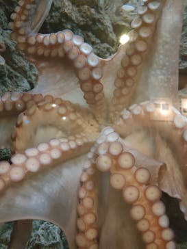 しながわ水族館に投稿された画像（2021/12/17）