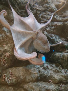 しながわ水族館に投稿された画像（2021/12/17）