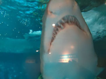 しながわ水族館に投稿された画像（2021/12/17）