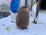 旭川市旭山動物園に投稿された画像（2021/12/17）