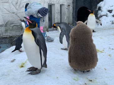 旭川市旭山動物園に投稿された画像（2021/12/17）