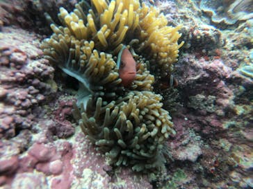 武藤潜水に投稿された画像（2021/12/17）