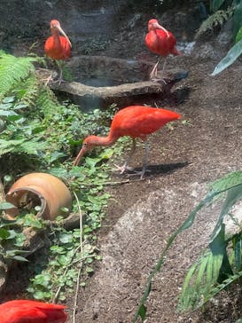 カワスイ 川崎⽔族館に投稿された画像（2021/12/17）