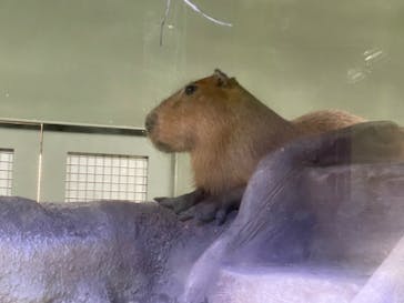 カワスイ 川崎⽔族館に投稿された画像（2021/12/17）