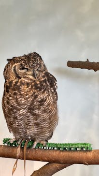 Moff animal cafe MARKIS 福岡ももち店に投稿された画像（2021/12/17）