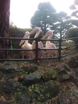 伊豆シャボテン動物公園に投稿された画像（2021/12/17）