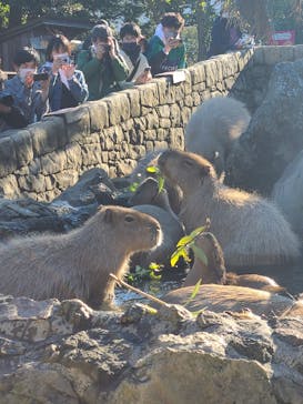 伊豆シャボテン動物公園に投稿された画像（2021/12/17）