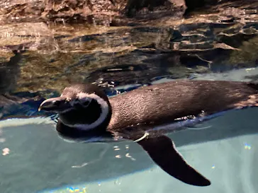 すみだ水族館に投稿された画像（2021/12/17）