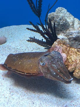 サンシャイン水族館に投稿された画像（2021/12/17）