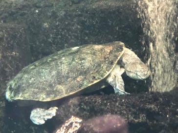 サンシャイン水族館に投稿された画像（2021/12/17）