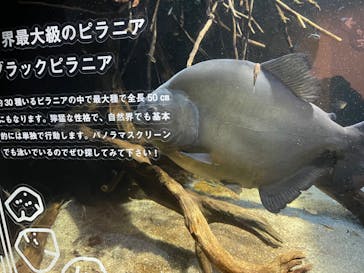 カワスイ 川崎⽔族館に投稿された画像（2021/12/17）