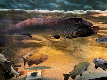 カワスイ 川崎⽔族館に投稿された画像（2021/12/17）