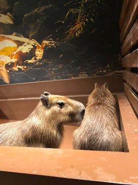 Moff animal world MARK IS みなとみらい店に投稿された画像（2021/12/17）