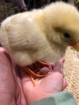 Moff animal world MARK IS みなとみらい店に投稿された画像（2021/12/17）