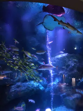 すみだ水族館に投稿された画像（2021/12/17）