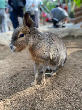 神戸どうぶつ王国に投稿された画像（2021/12/17）