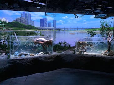 カワスイ 川崎⽔族館に投稿された画像（2021/12/17）