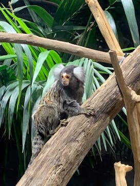 カワスイ 川崎⽔族館に投稿された画像（2021/12/17）