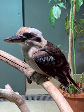 カワスイ 川崎⽔族館に投稿された画像（2021/12/17）