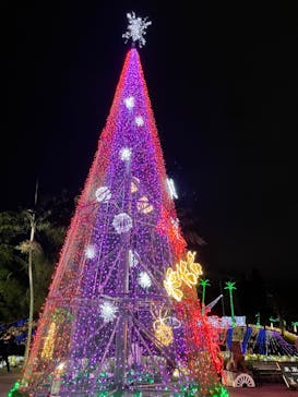 美らヤシパークオキナワ・東南植物楽園に投稿された画像（2021/12/17）
