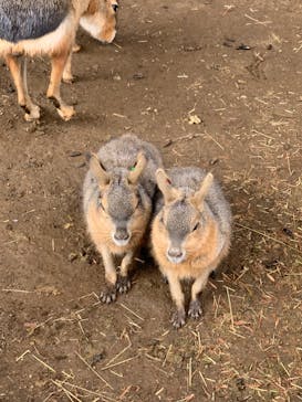 伊豆シャボテン動物公園に投稿された画像（2021/12/17）