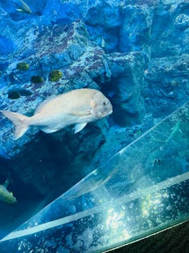 大分マリーンパレス水族館 「うみたまご」に投稿された画像（2021/12/18）