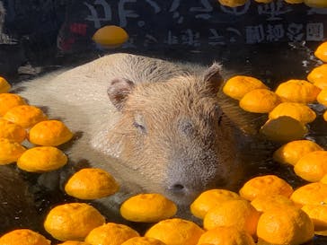 伊豆シャボテン動物公園に投稿された画像（2021/12/18）