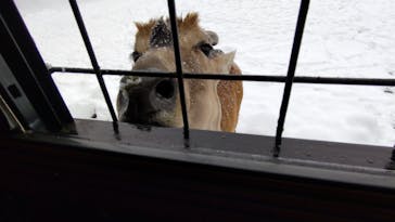 那須サファリパークに投稿された画像（2021/12/18）