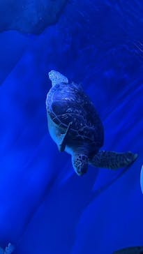 マクセル アクアパーク品川に投稿された画像（2021/12/18）