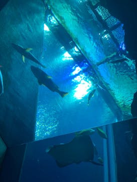 大分マリーンパレス水族館 「うみたまご」に投稿された画像（2021/12/18）