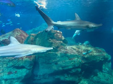 大分マリーンパレス水族館 「うみたまご」に投稿された画像（2021/12/18）