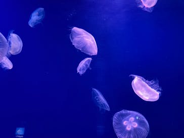 大分マリーンパレス水族館 「うみたまご」に投稿された画像（2021/12/18）