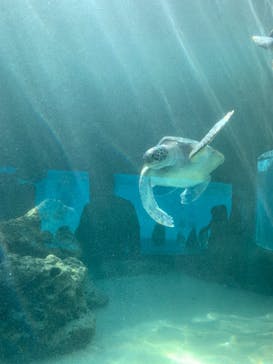 沖縄美ら海水族館に投稿された画像（2021/12/18）
